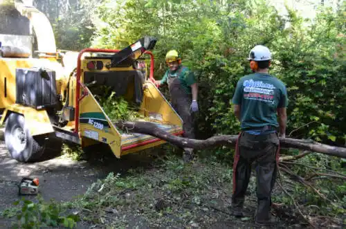 tree services Easton